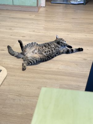   at Katzentempel - München in Munich