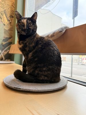   at Katzentempel - München in Munich