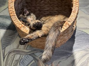 💤  at Katzentempel - München in Munich