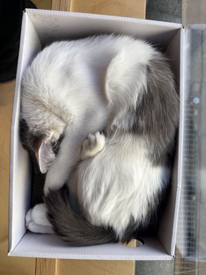 cat in a box  at Katzentempel - München in Munich