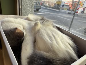 cozy cat  at Katzentempel - München in Munich