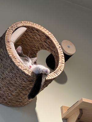 Katze  at Katzentempel - München in Munich