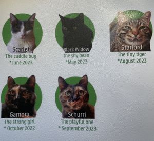 Cats list  at Katzentempel - München in Munich