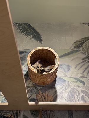   at Katzentempel - München in Munich