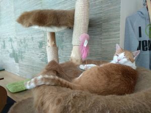 Jack at Katzentempel - München in Munich