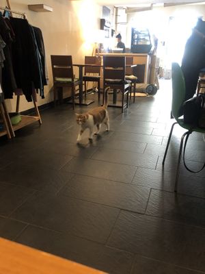 glorious cat at Katzentempel - München in Munich