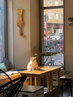 😻 at Katzentempel - München in Munich