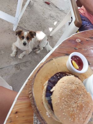 Cute little doggy at Riviera Punta Cana in Punta Cana