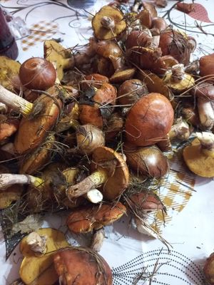  at Riviera Punta Cana in Punta Cana