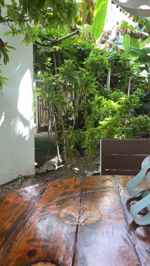   at Riviera Punta Cana in Punta Cana