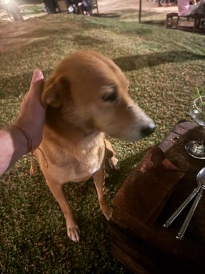 Friendly vaccinated street dogs 🐶   at Smoke & Bitters in Dikwella