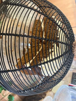   at Snowdrop Coffee Shop in Norwich