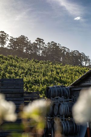 vineyard at EvenFall Wines  in Legana