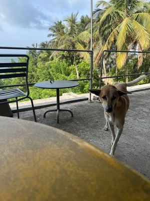 Street dog called Jupiter (vaccinated)   at Mond in Dikwella