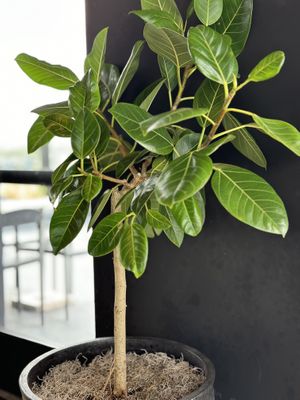 Really nice plants and venue  at The Woods Restaurant in Denver