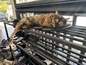 The restaurant shoes are so comfy they have been approved by the local cat! 🐈   at Vegan Mahanakhon in Bangkok