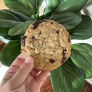Chocolate Chip Tahini Cookie  at Tried and True Confections - Pop Up in Minneapolis