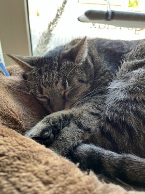 Cute cat   at Mačkafé in Bratislava