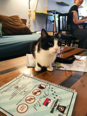 Cat at Mačkafé in Bratislava
