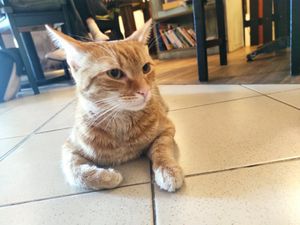 Cats at Mačkafé in Bratislava