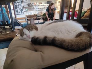 Kitties at Mačkafé in Bratislava