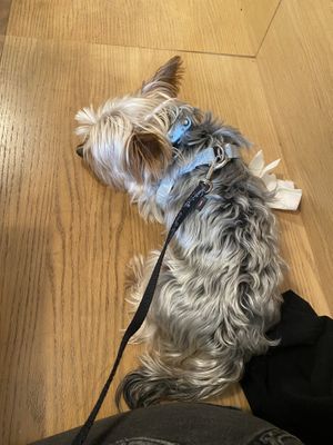 Pet friendly   at Moment in Prague