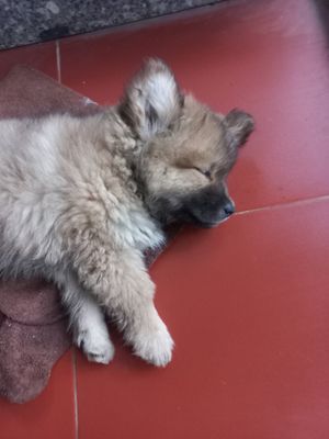  at Lazy Bug - Chay Cao Bang in Cao Bang