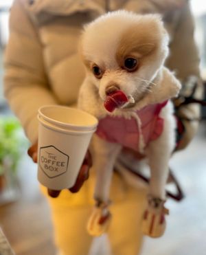 Dog friendly in our outdoor seating area. at The Coffee Box in Rahway