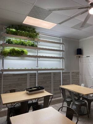 Indoor greens growing  at Gray Leaf Cafe in Freehold