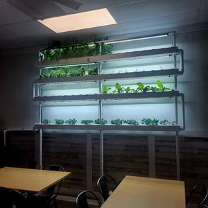  at Gray Leaf Cafe in Freehold