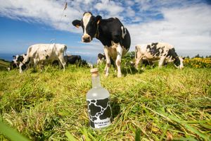 Mother Vaca. Tested on humans. Not cows. at Mother Vaca Beer & Spirits in Sao Miguel