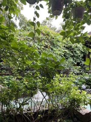   at Avocado Resto & Cafe in Hoi An