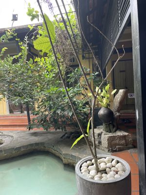   at Avocado Resto & Cafe in Hoi An