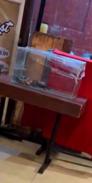   at Don Vito in Boracay