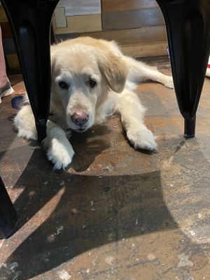 Hopeful for droppings at our table  at Hiking Hawaii Cafe in Honolulu