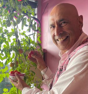 Owner Jugnu Gill harvesting organic tomatoes.  at Jugnu's Little India - Cuba Mall in Wellington
