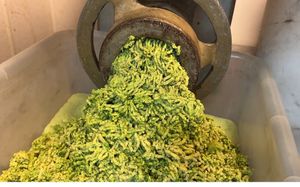 Freshly ground falafel every day at House of Falafel in Farmington Hills