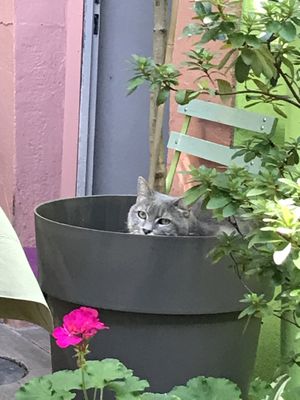 A rare chat plant  at Eve au Paradis Vegan in Mulhouse