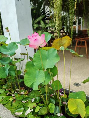  at Hexagon in Koh Phangan