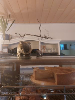 Wombats die über das Kuchenangebot wachen at Wombats Café in Giessen