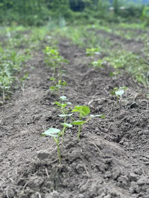  #Veganuary at Da Maede & Lapis in Kyoto