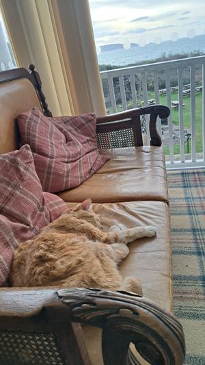 Vegan Dinner Options #Veganuary at The Beach House in Milford On Sea