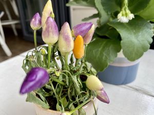table at Krawummel in Muenster