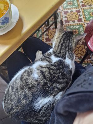 Store kitty at Baissara Ansara in Chefchaouen