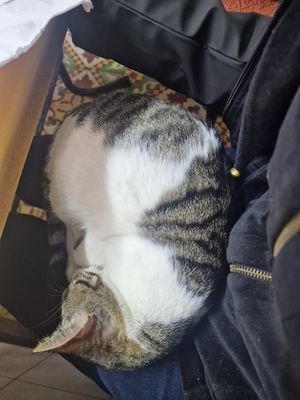  at Baissara Ansara in Chefchaouen