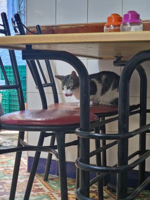 Store kitty at Baissara Ansara in Chefchaouen