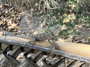 spotted a chameleon while eating   at Harmunis Vegan Brunch in Tangalle