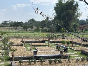 有機農田  at Tawe Farm Khaoyai - ตาวีฟาร์มเขาใหญ่ in Pak Chong