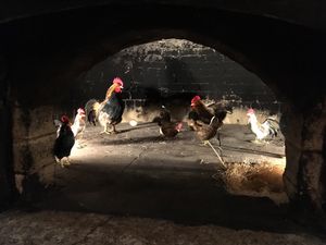 Oven chickens at Vietnam Garden in Richmond