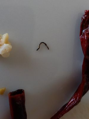 Foreign object in food at VEXY Vegan in Bangkok